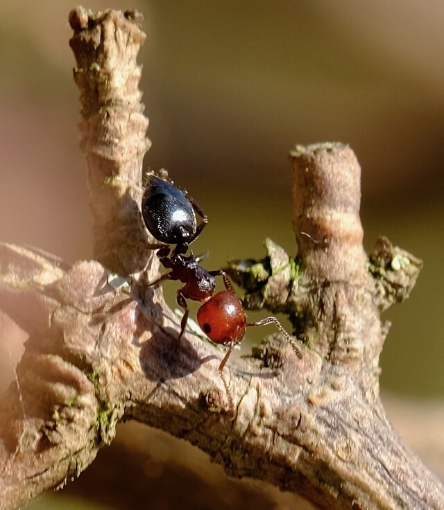 Crematogaster scutellaris