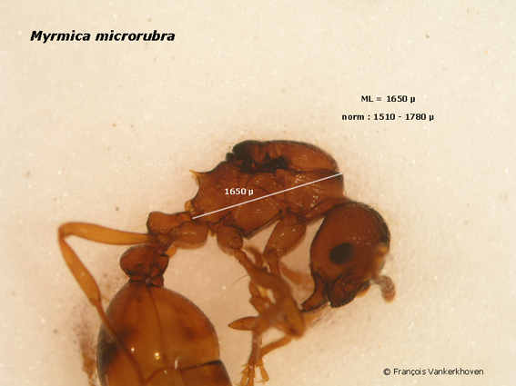 thoraxgrootte gyne Myrmica microrubra 