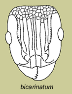 Tetramorium bicarinatum