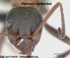 Formica rufibarbis