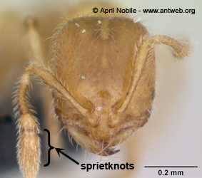 Solenopsis fugax