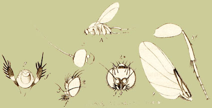 Phoridae