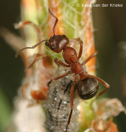 de bruine baardmier op bezoek bij een larve van een zweefvlieg