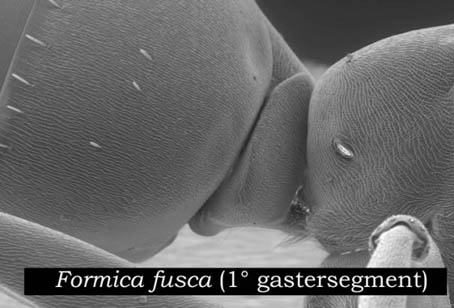 gaster Formica fusca