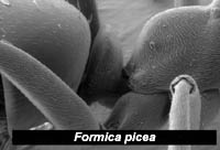 eerste gastersegment van Formica picea