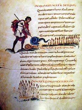 Codex Bongarsianus
