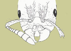 Harpagoxenus sublaevis