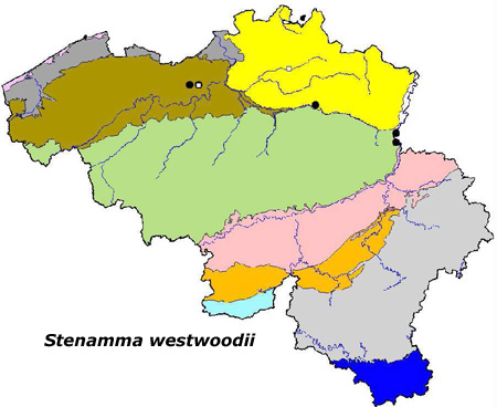 Stenamma westwoodii