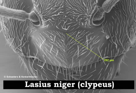 clypeus van Lasius niger