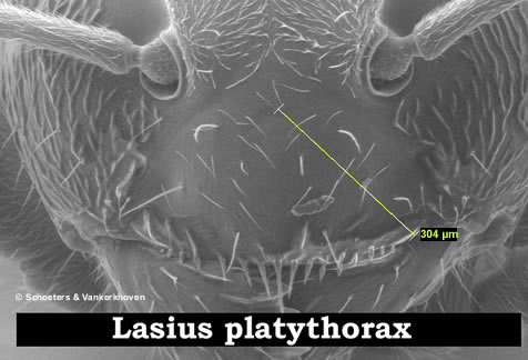 clypeus van Lasius platythorax