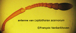 Leptothorax acervorum