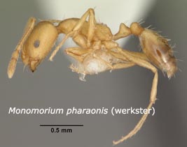 Monomorium pharaonis