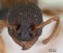 myrmica lobicornis