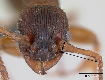 Myrmica lonae