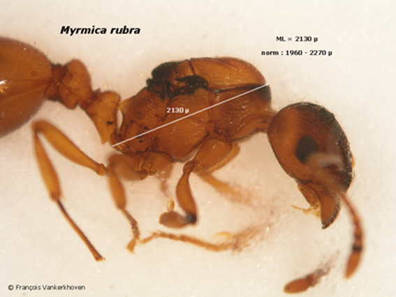 thoraxgrootte gyne Myrmica rubra