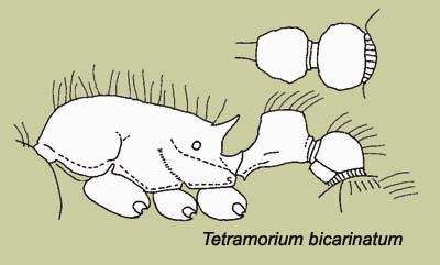 Tetramorium bicarinatum