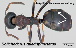 Dolichoderus quadripunctatus