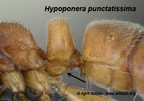 Hypoponera